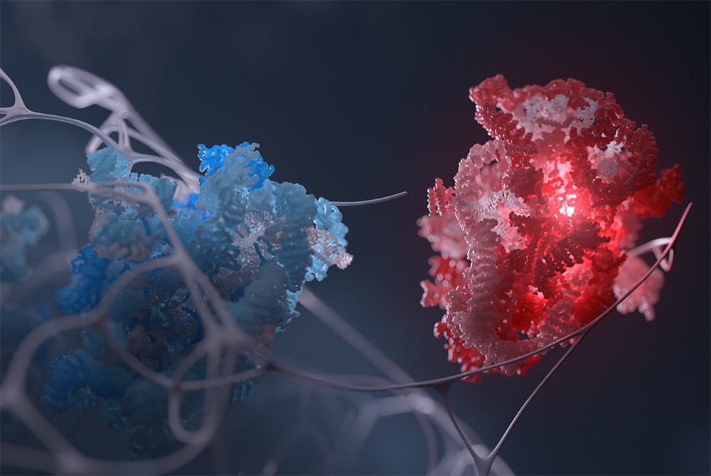 RockefellerUniv's tweet card. Ribosomes carry out the cell’s most essential function—translating genetic information into proteins. But even though scientists understand much about how these protein generators are formed, their...