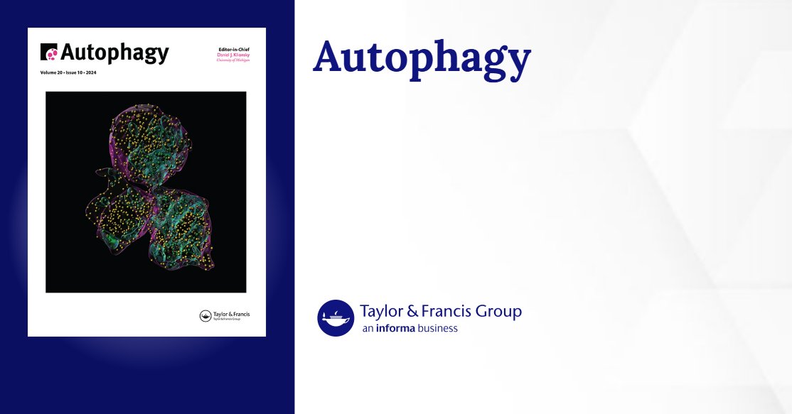AOmdphd's tweet card. Macroautophagy/autophagy regulates inflammation via multiple mechanisms, including lysosomal degradation of specific cellular components. Certain autophagy gene “cassettes” also participate in non-...