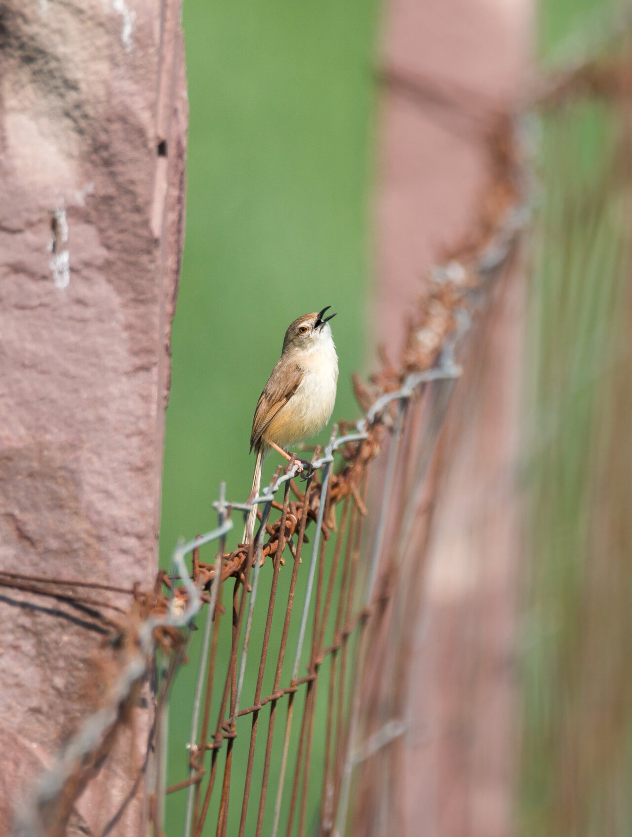 funkingmajic's tweet card. An international group of researchers collected one hundred years' worth of sounds from around the world to investigate how soundscapes differ between urban and natural environments. They also...