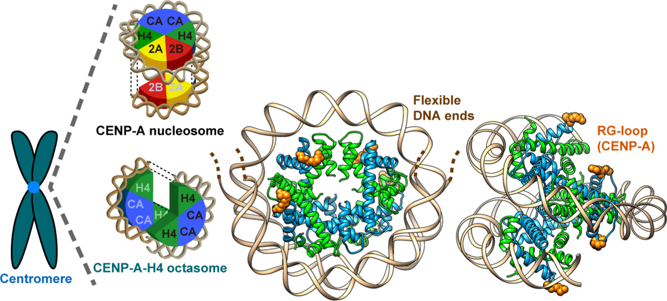 KurumizakaLab's tweet card. Cryo-EM structure of the CENP-A–H4 octasome, which lacks H2A-H2B, was determined at 3.66 Å. The CENP-A–H4 octasome contains twice the amount of CENP-A compared to the canonical CENP-A nucleosome. It...