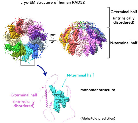 KurumizakaLab's tweet card. The cryo-EM structure of the human DNA repair protein RAD52 was determined at near-atomic resolution, which revealed that the full-length protein oligomerises into an undecameric ring. The N-termin...