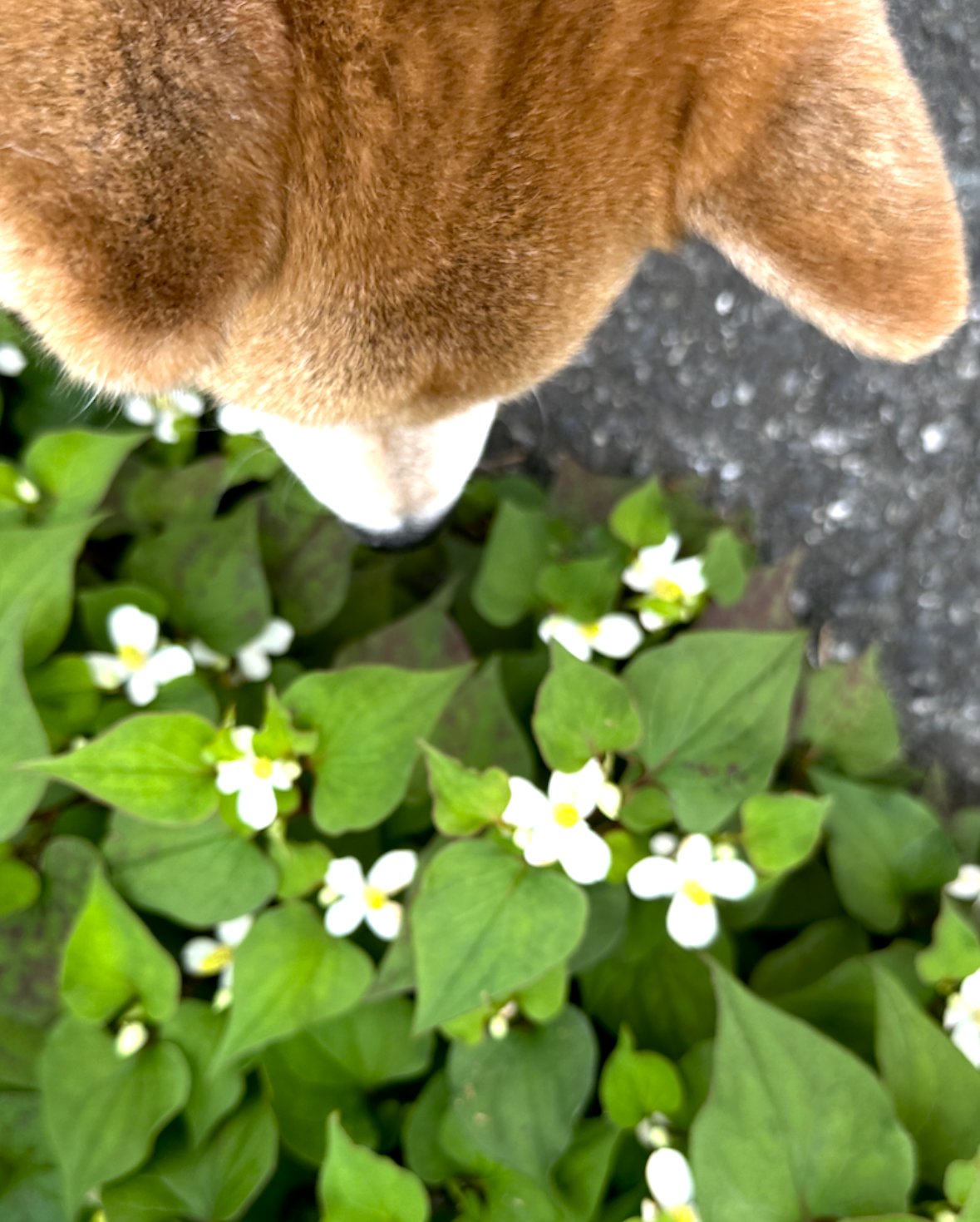 marutaro2000's tweet card. くんすかくん、すっかりどくだみさんももりもりってきたね～  まるのお庭のラベンダーさんも元気よ～って、ママン提供の写真のピンボケ具合がしゅげーけど気にしないで…