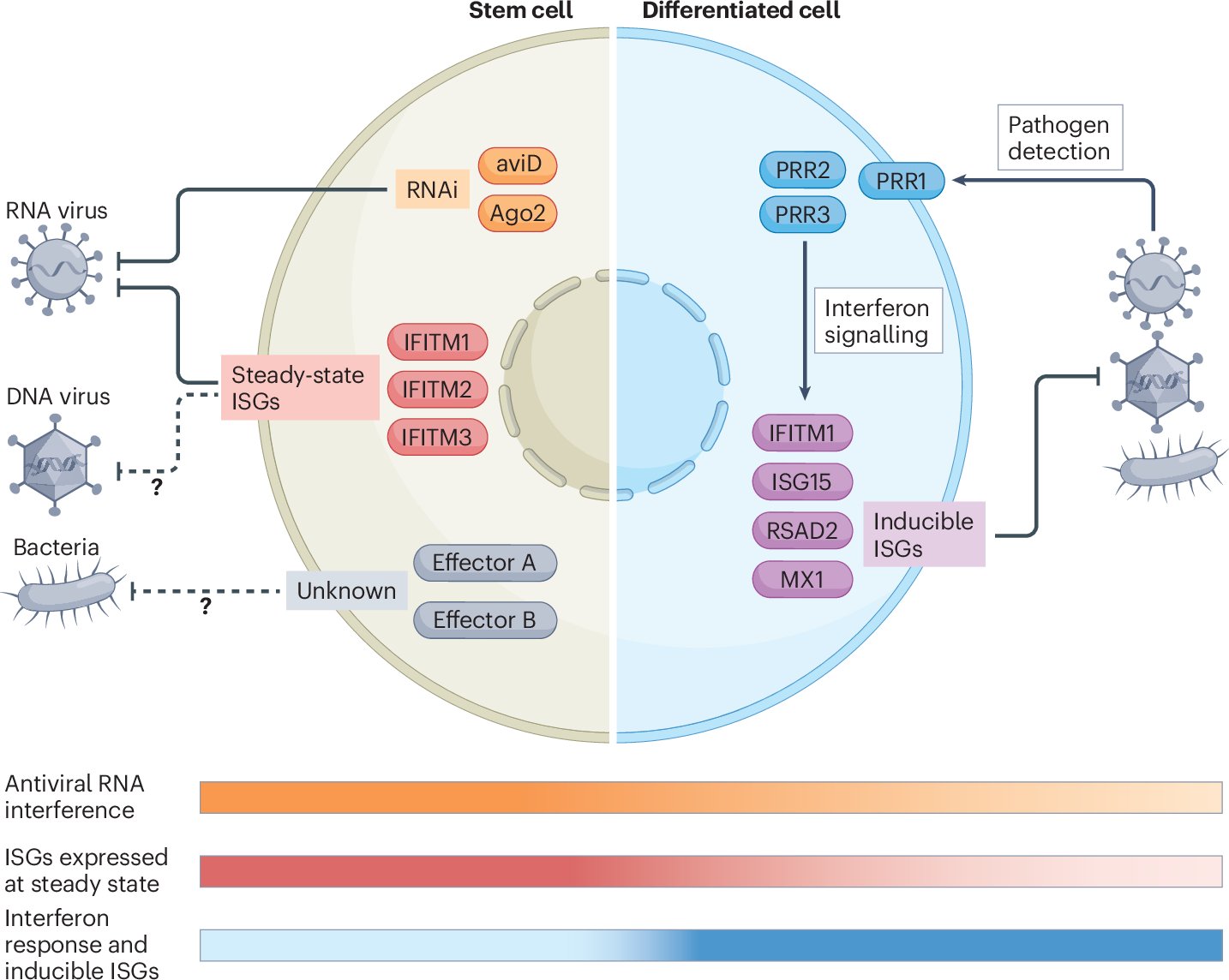 Pluchinolab's tweet card. Nature Reviews Immunology - This Review by Poirier highlights the intrinsic mechanisms that protect stem cells from infection. The author also explains how stem cell populations in different tissue...