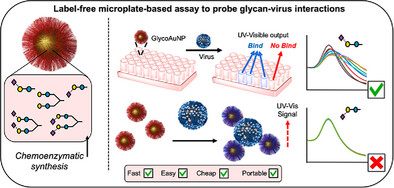 Rob_Field_Lab's tweet card. This work demonstrates the use of polymer-tethered glycosylated gold nanoparticles for the label-free evaluation of influenza virus binding in a simple microplate. Sialylated linear and branched...