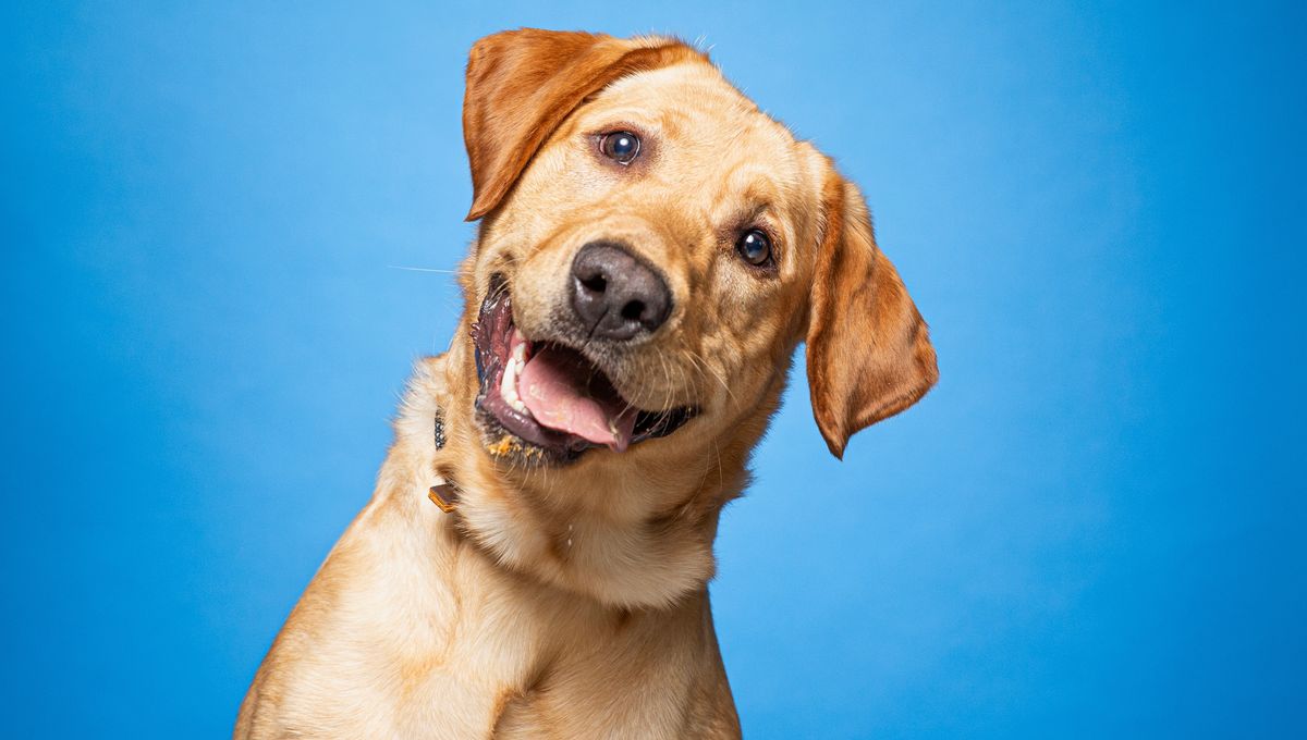 IFLScience's tweet card. Contrary to popular belief, dogs may not be overly good at forming judgments of people.