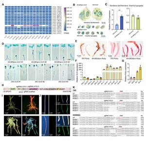 genome_sync's tweet card. A study published in aBIOTECH identifies and validates a native Ubiquitin4 (AhUBQ4) promoter from peanut that enables strong and stable gene expression. The AhUBQ4 promoter outperforms the commonly...