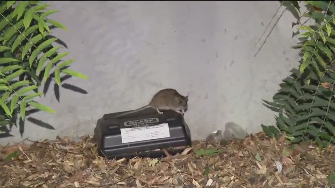 KTVU's tweet card. The city has sent an exterminator to assess the issue at the Vallejo terminal building. Community members and businesses in the area say the rodent infestation has worsened in the past two weeks.