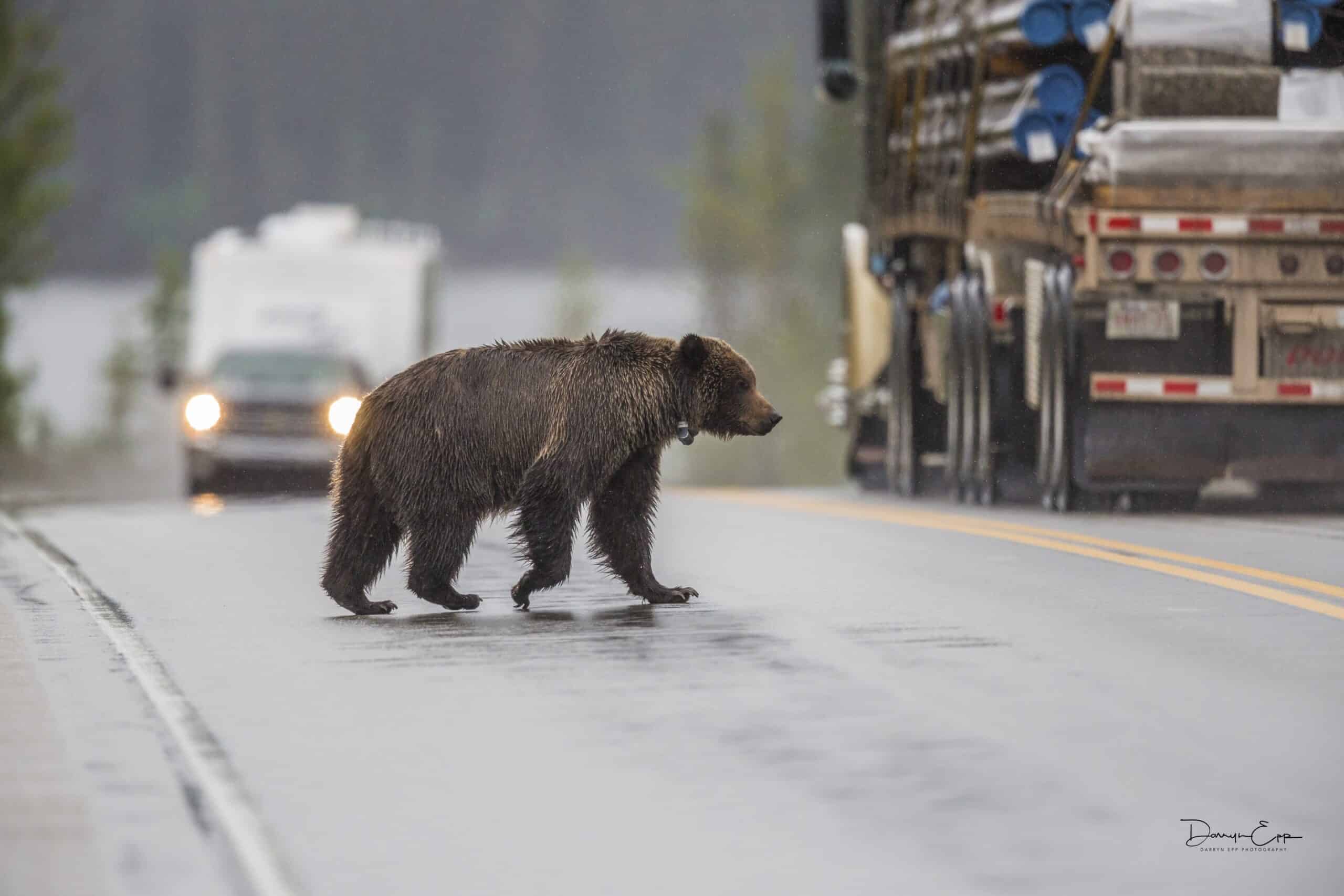 wildlifesociety's tweet card. New research maps out current and future connectivity in southern Alberta and British Columbia