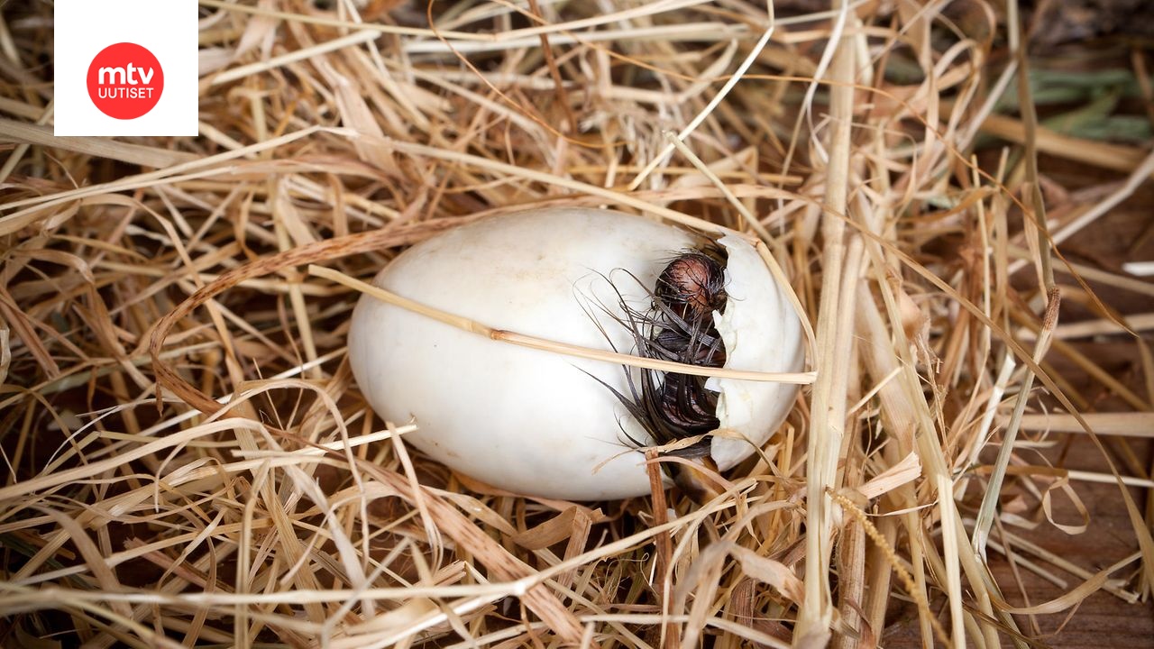 pmakipetaja's tweet card. Tiedot käyvät ilmi BirdLifen Pönttöbongaus-tapahtumassa keräämistä tiedoista, jotka perustuvat 49 000 linnunpöntöstä tehtyihin havaintoihin.