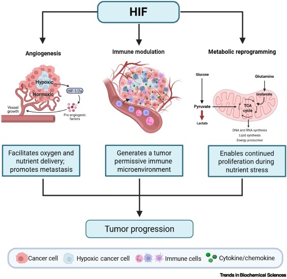 TrendsBiochem's tweet card. The hypoxia-inducible factors (HIFs) are central transcriptional mediators of the cellular response to hypoxia. HIF activation typically drives a physiologically beneficial adaptive response to...