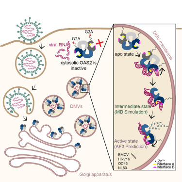 KlinPharm's tweet card. Merold and Bekere et al. reveal that OAS2 exists as a zinc-mediated dimer in an autoinhibited state, preventing autoreactivity to short RNAs. Dimer-to-monomer transition, dsRNA binding to a non-can...