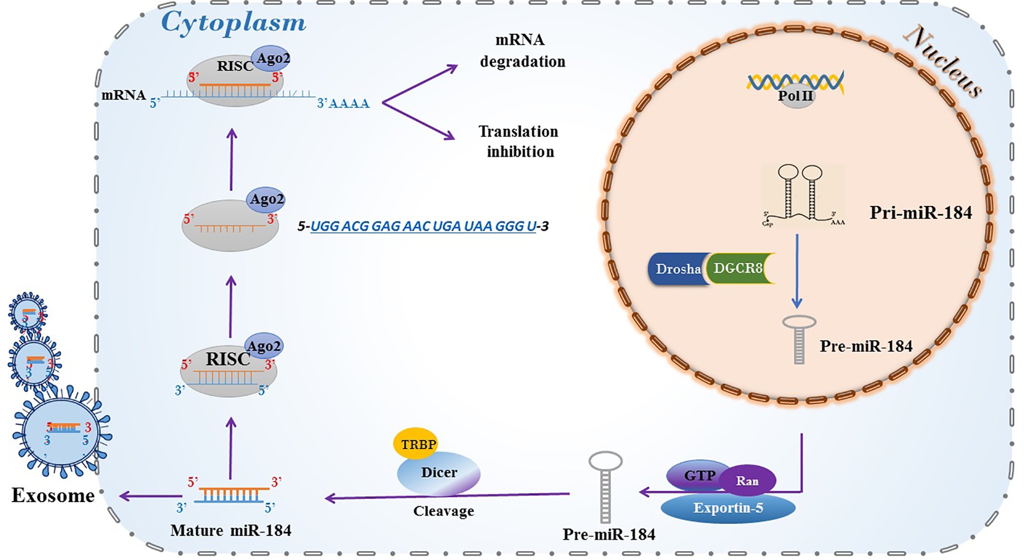 MarioBalsaMD's tweet card. Journal of Physiology and Biochemistry - Hepatocellular carcinoma is the most prevalent form of liver cancer worldwide and has high mortality rates. miRNAs, particularly miR-184, have been...