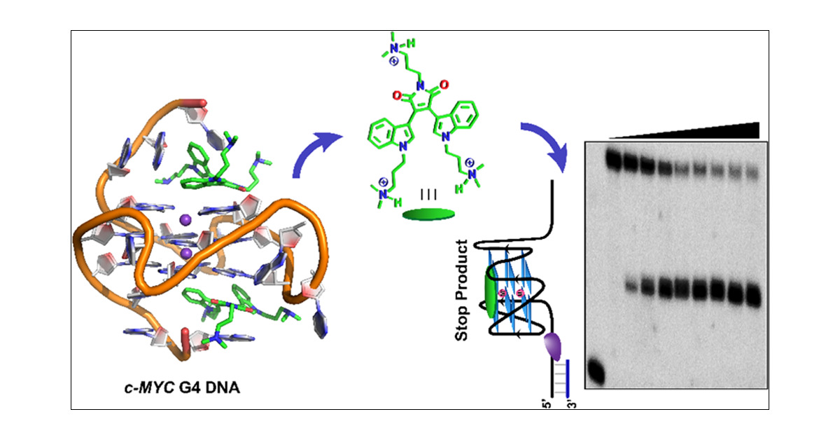 NACB_IITB's tweet card. G-Quadruplex (G4) structures play a pivotal role in diverse biological functions, including essential processes, such as telomere maintenance and gene regulation. G4 structures formed in functional...