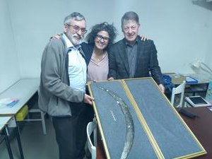 AndrePicin's tweet card. "Boomerang" made from mammoth tusk is likely one of the oldest known in Europe at around 40,000 years old, per analysis of this artifact from a Polish Upper Paleolithic cave