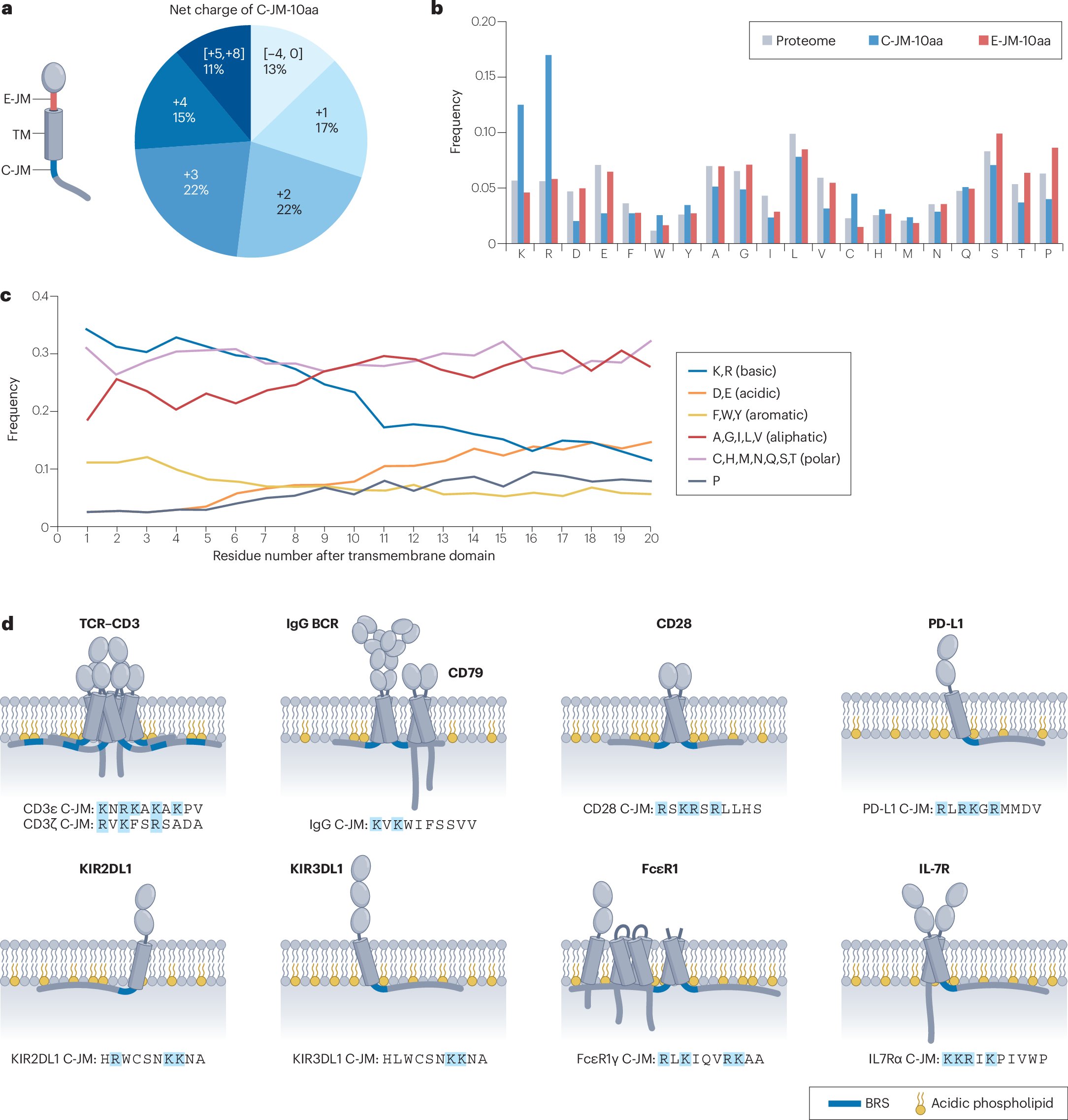 ChenqiXuSH's tweet card. Nature Reviews Immunology - The basic-residue-rich sequence (BRS) is a common motif located in the cytoplasmic tail of most immunoreceptors. This Perspective highlights the mechanisms of BRS...