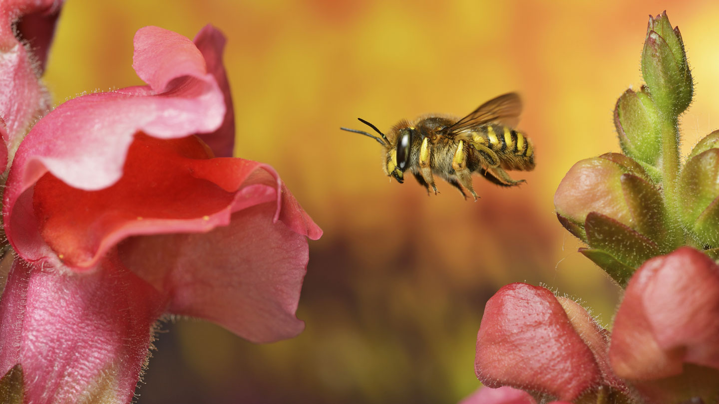 MayaAjmera's tweet card. Snapdragon blooms can distinguish between the sounds of pollinators and thieves. They boost or drop the sugar in their nectar depending who’s arriving.