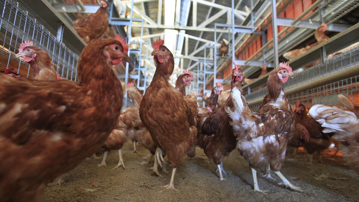 labonnelab's tweet card. The Department of Justice filed a lawsuit against California, arguing the state's animal welfare law preempts federal law and are therefore illegal and have driven up egg prices.