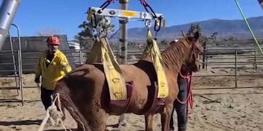 TheNewsBrian's tweet card. Firefighters used a system of ropes, a tripod and a harness to get the troubles animal back on her feet and on the road to recovery.