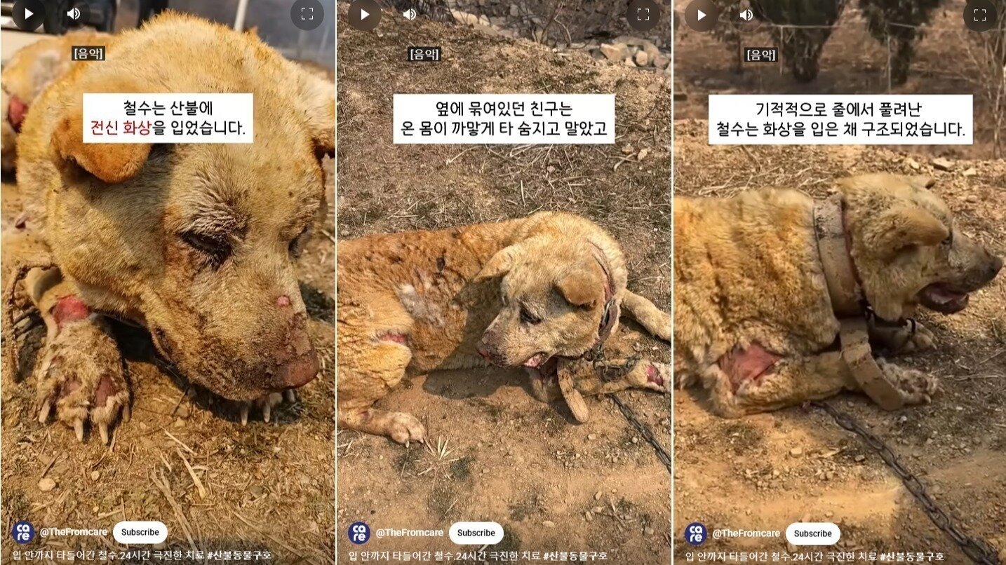 DebbieDahmer's tweet card. A Plea for Compassion: Ask Portland to Condemn the Cruelty of Dogs Burning Alive in Ulsan!