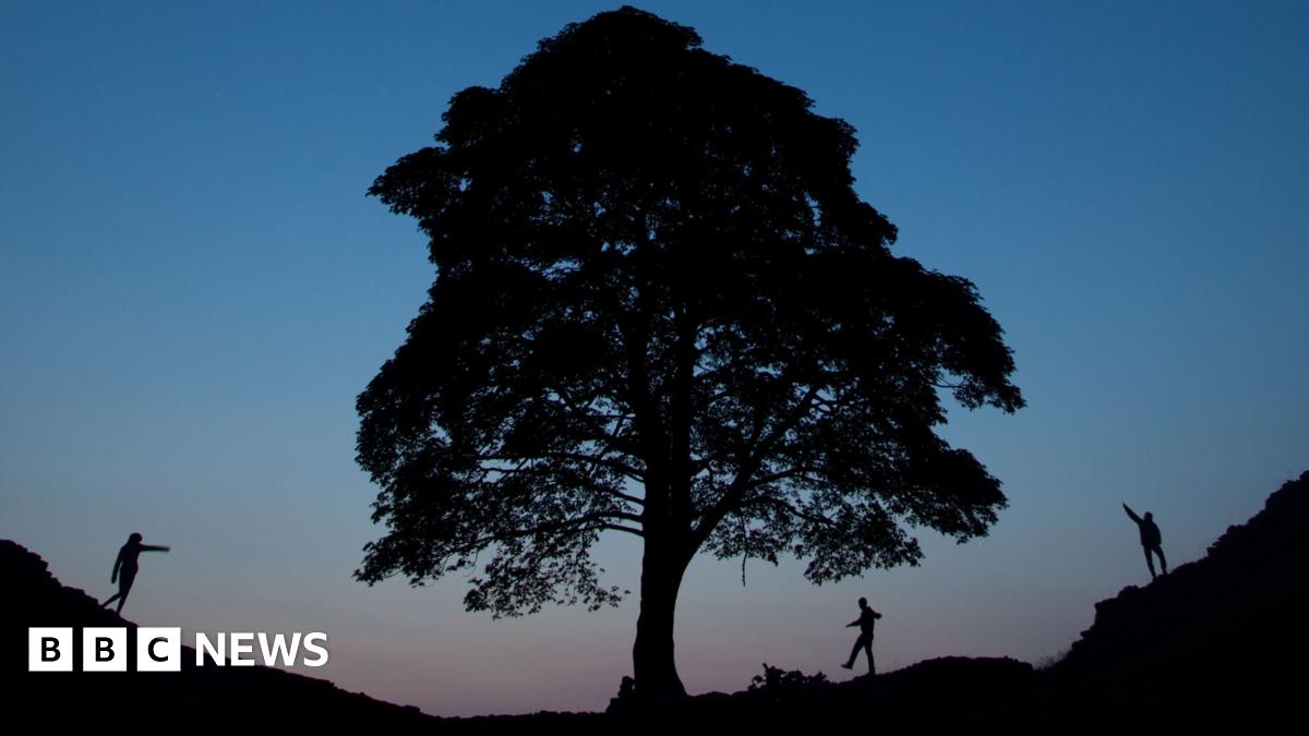 everardbone's tweet card. A piece of the Sycamore Gap tree trunk is unveiled at its new home near Hadrian's Wall.