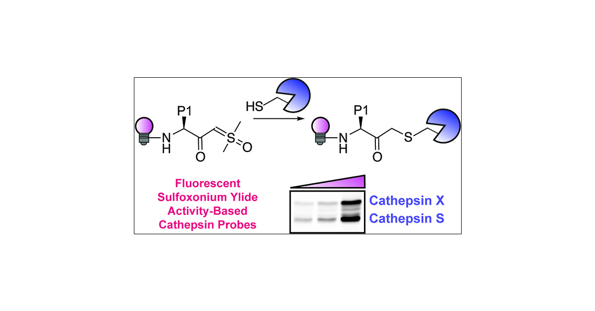 LauraEM_Lab's tweet card. Covalent activity-based probes are invaluable tools to monitor protease activity in vitro and in vivo. We recently discovered that dimethyl sulfoxonium ylides (SYs) bind selectively to cysteine...