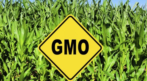 WestAfricaWeek's tweet card. In a multi-continent campaign, the U.S. government funded public relations strategies and digital surveillance tools aimed at reshaping Nigerians’ perceptions of genetically modified organisms (GMOs)...