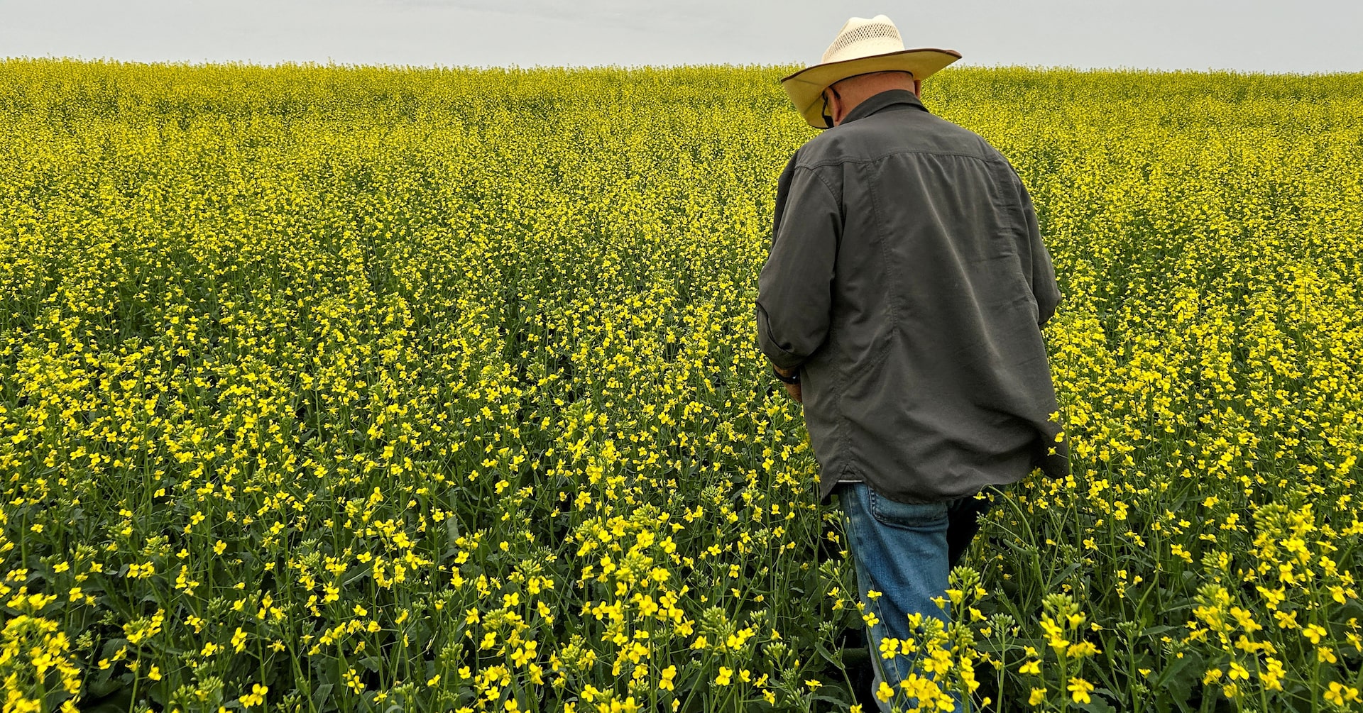 ReutersAg's tweet card. Canadian farmers are likely to produce average-size wheat and canola crops this autumn, but years of drought have made rain critical for the plants to fulfill their potential, farmers and analysts...