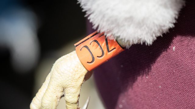 shefbirdstudy's tweet card. The Worst Kind of News It is with great sadness that we share the news that our juvenile female bird ZCC died last night, Wednesday 11th June.  We are aware that this news will be upsetting for our…