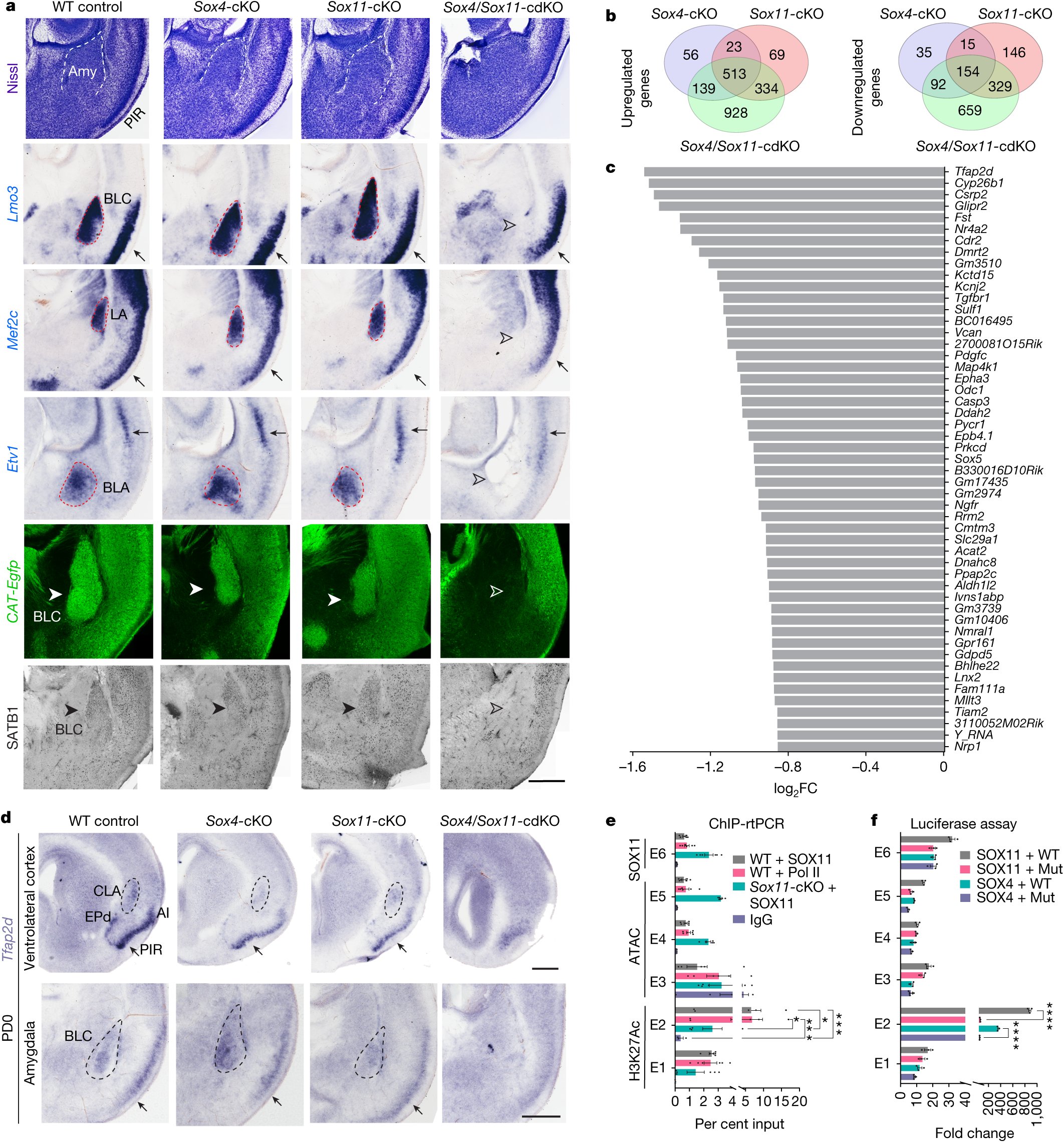 aulakhnavjot's tweet card. Nature - A conserved gene regulatory network involving SOX4, SOX11 and TFAP2D shapes the development of excitatory neurons in ventrolateral pallium and their connectivity with the prefrontal cortex.
