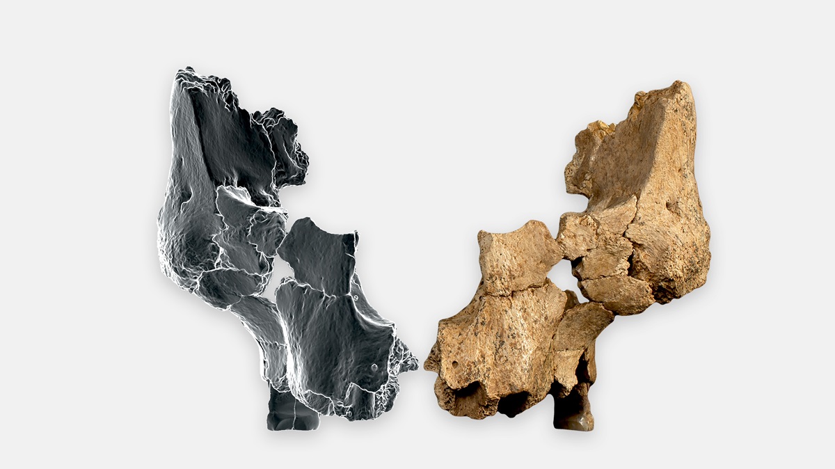 CosmosMagazine's tweet card. A fossil found in Spain and dating to 1.4 to 1.1 million years ago is the oldest human face ever found in Europe.