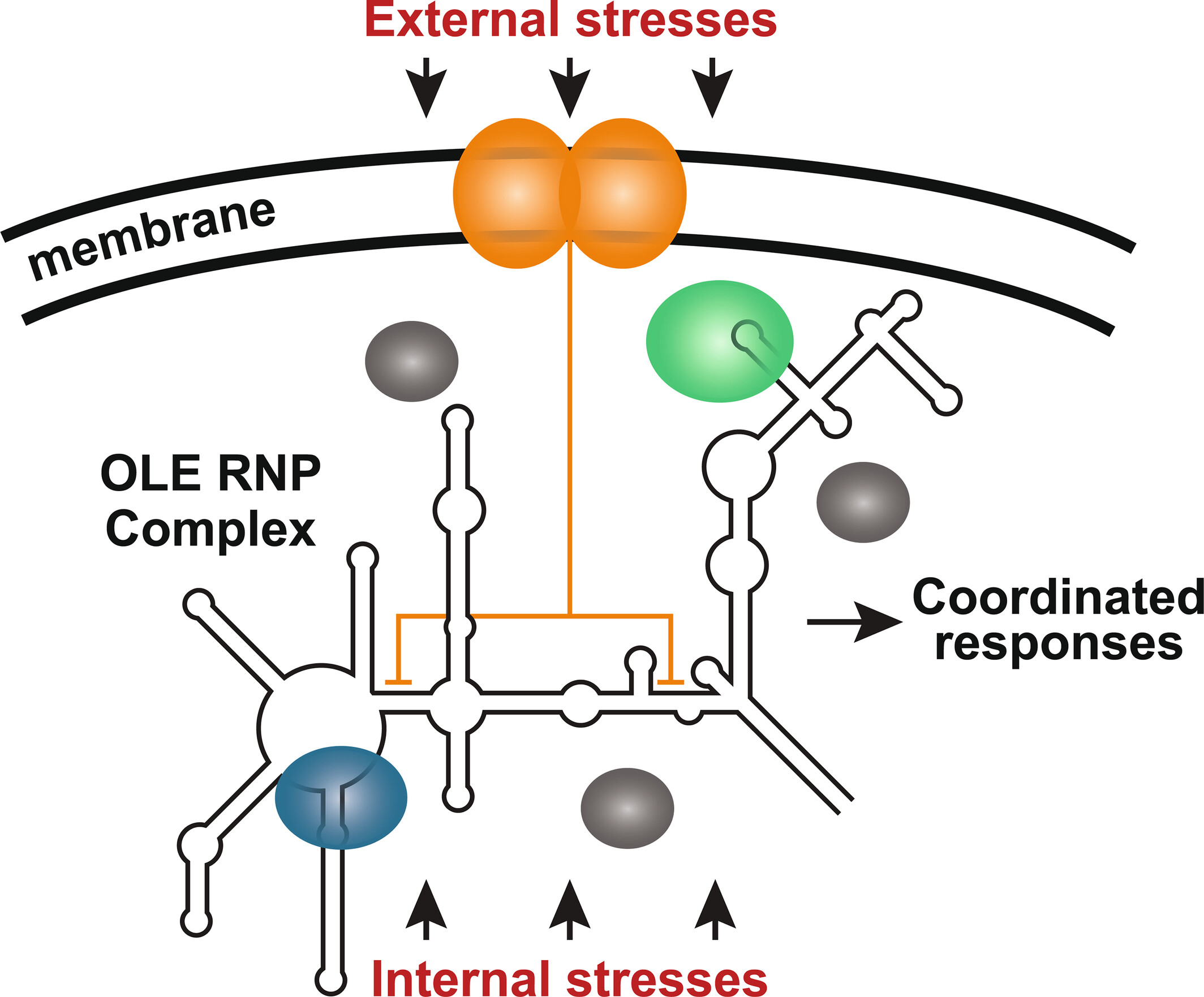 RonBreaker's tweet card. An analysis of the known characteristics of the bacterial noncoding RNA called OLE reveals associations with major biochemical processes, suggesting that this large and mysterious RNA forms a...