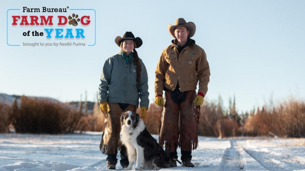 PNWAgNetwork's tweet card. The American Farm Bureau Federation, in cooperation with Nestlé Purina PetCare, is looking for the country’s best four-legged farmhand, through the Farm Dog of the Year contest.
