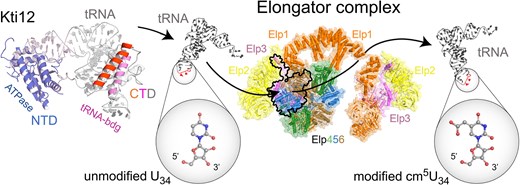 RnaLaboratory's tweet card. Abstract. In yeast, tRNA modifications that are introduced by the Elongator complex are recognized by zymocin, a fungal tRNase killer toxin that cleaves th