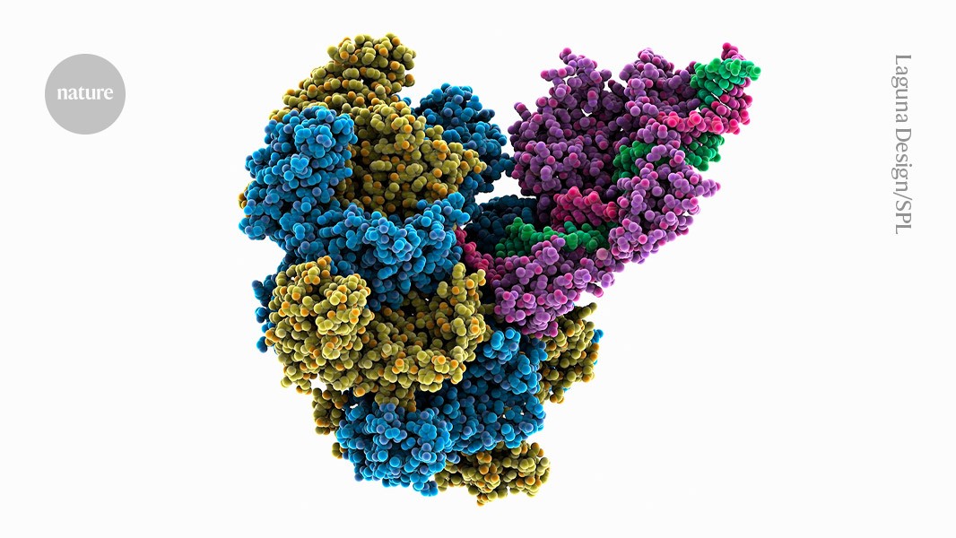 YaleGenetics's tweet card. Nature - ‘Directed’ evolution in the laboratory creates an editing tool that outperforms classic CRISPR systems.