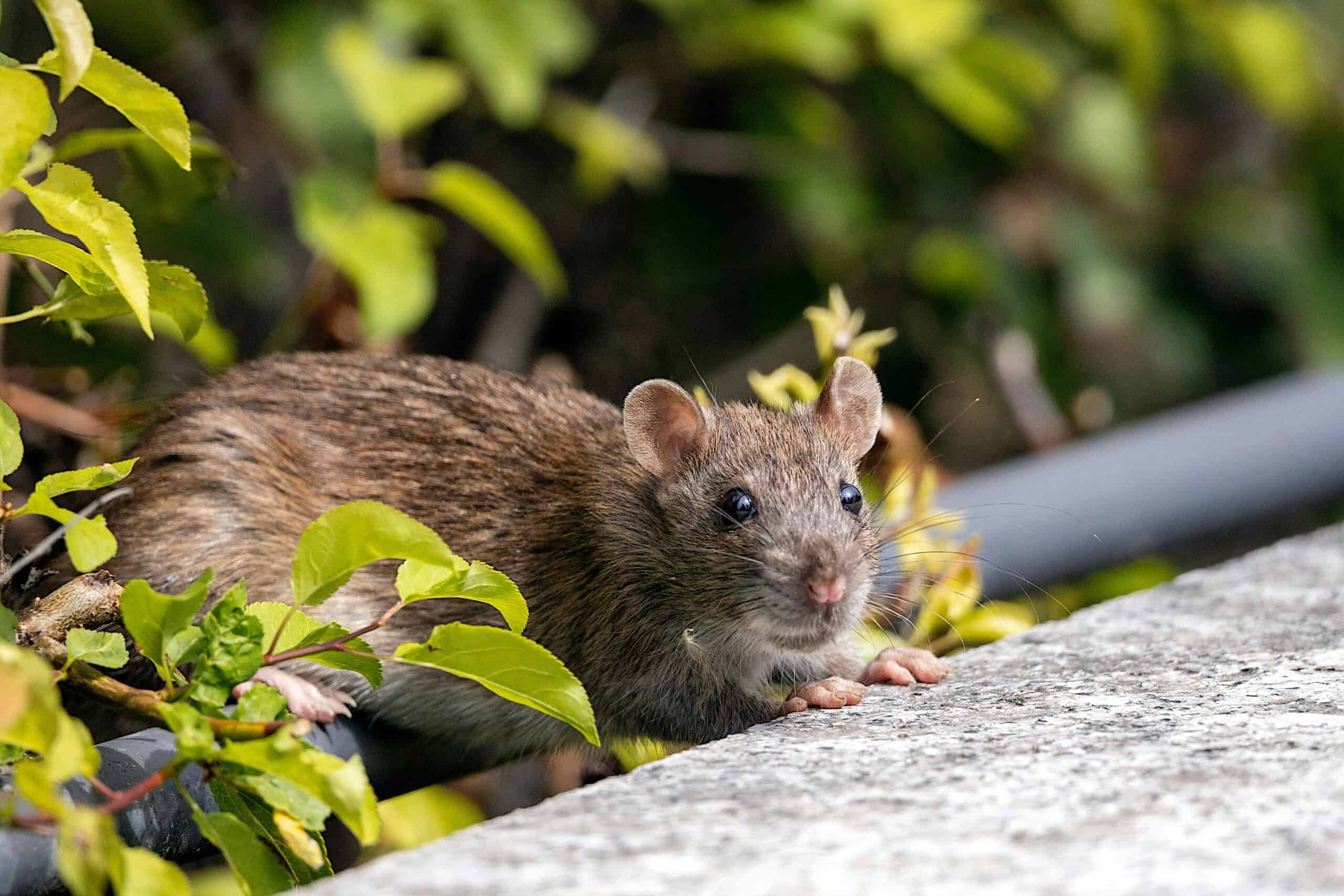 wildlifesociety's tweet card. Pest control may exacerbate the spread of leptospirosis