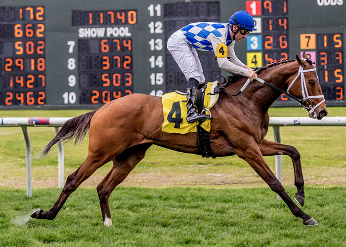 OPTIMAL_Matings's tweet card. Breeders face a tough truth: what attracts buyers isn’t always what produces winners. Every season, there’s a wave of new sires, new names, and suggestions ....