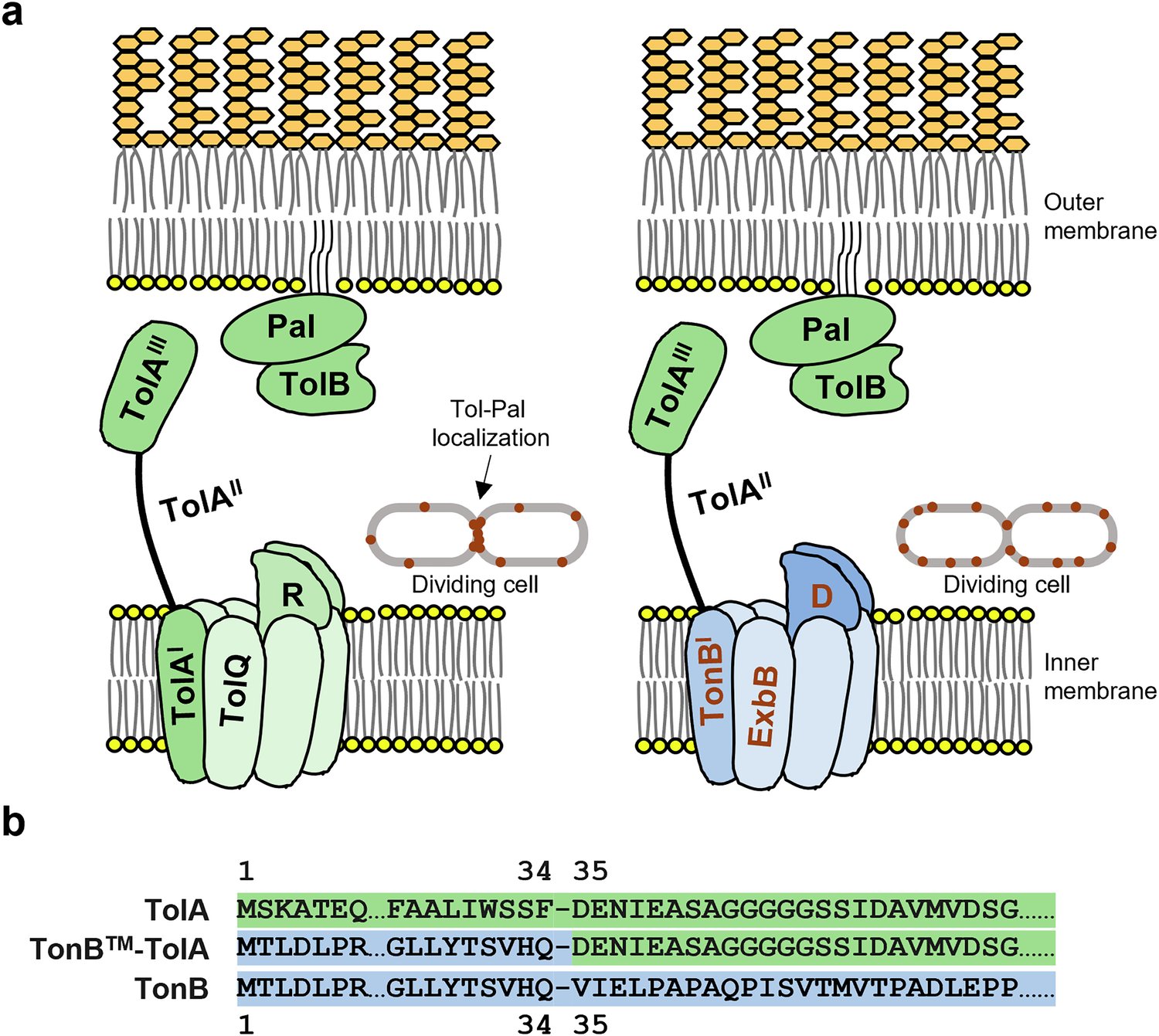 ResearchFoS's tweet card. Nature Communications - The Tol-Pal complex is important for multiple cellular processes in Gram-negative bacteria, but its molecular functions remain unclear. Here, Tan & Chng provide...