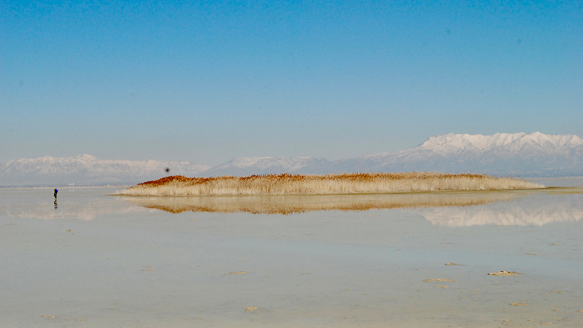 brianmaffly's tweet card. U geologists are investigating if the groundwater revealed by reed-covered mounds can be tapped to restore broken lakebed crusts.