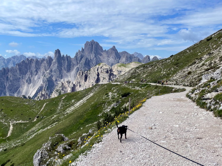 gnome_trotting's tweet card. Visiting Tre Cime with a dog? Here is what to expect from the Tre Cime and Cadini di Misurina viewpoint hikes.