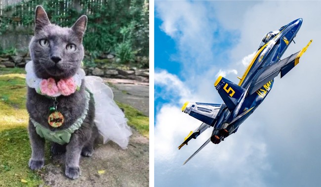 RedState's tweet card. Cat lady blames Blue Angels for her cat's death, sparking controversy in Seattle.