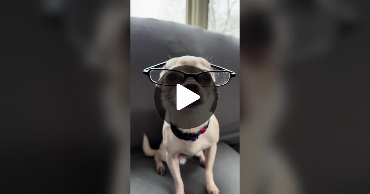 gilly923's tweet card. Check out Frankie the Chihuahua’s video.