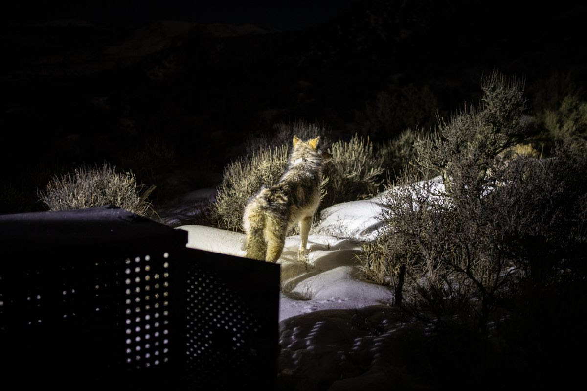 MagazineRange's tweet card. Colorado Parks and Wildlife is mum, for now, on the number of pups born this spring to wolves released from Oregon and British Columbia
