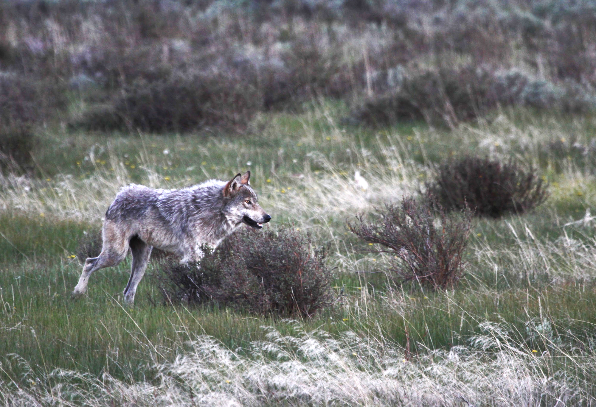 IntlWolfCenter's tweet card. Colorado Parks and Wildlife has suspended the issue of 30-day trapping permits after a wolf was caught and released from a trap, then died.