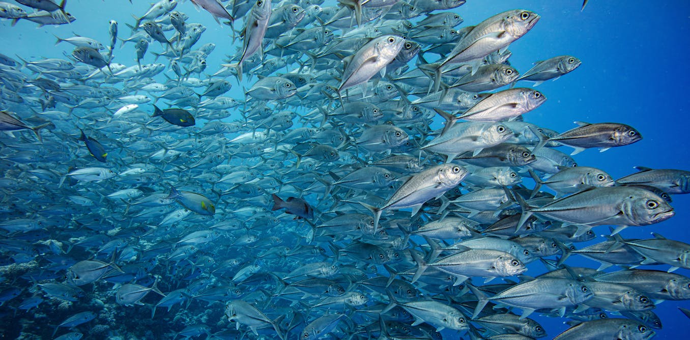 GlobalFishWatch's tweet card. Satellite technology that can track ships even when they ‘go dark’ finds that those protected areas that fully ban industrial fishing are succeeding, even if others aren’t.