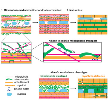Dev_Cell's tweet card. Avellaneda et al. identify that kinesin-dependent transport is required to relocate mitochondria into close proximity to the assembling myofibrils in Drosophila and mouse muscles. Microtubules are in...