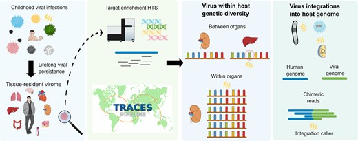 EVirusBioinfC's tweet card. Abstract. The viral intra-host genetic diversities and interactions with the human genome during decades of persistence remain poorly characterized. In thi