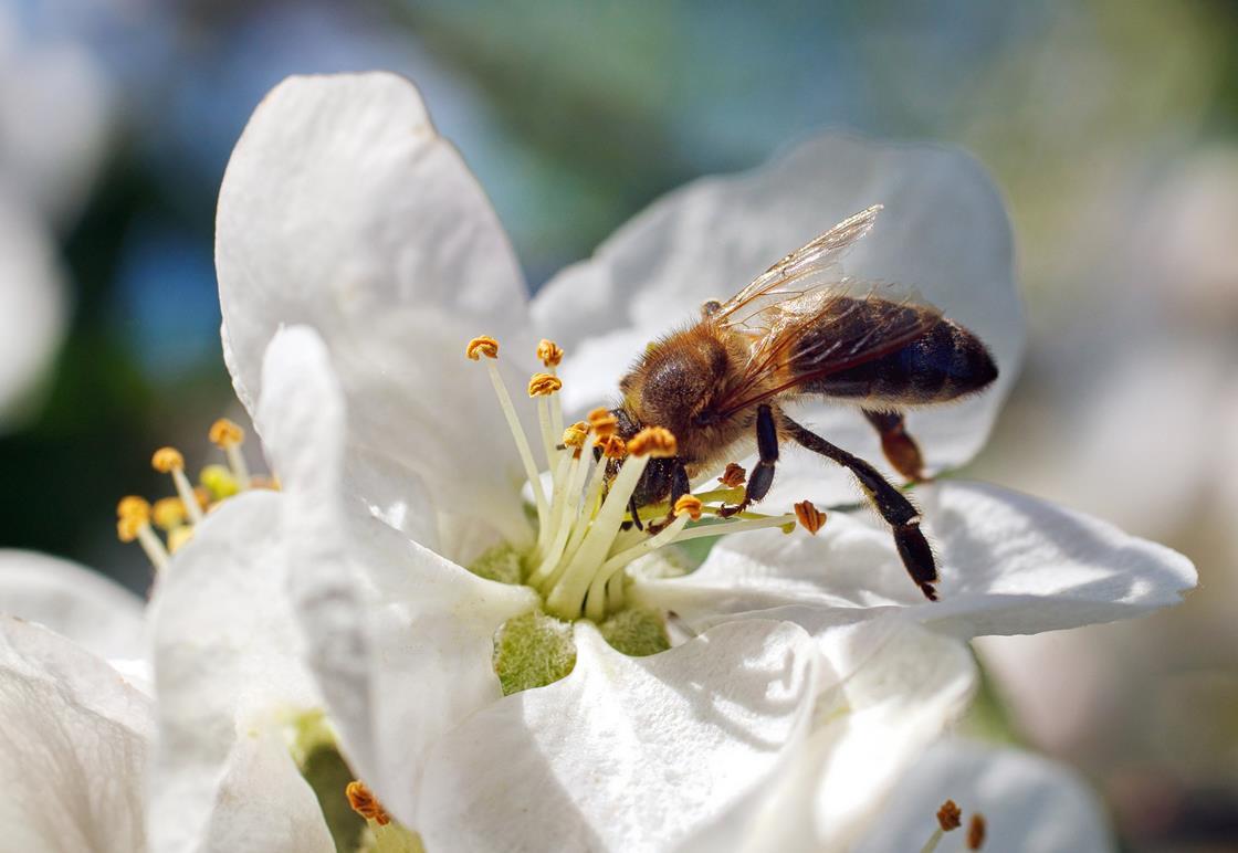 britishbee's tweet card. The A$500,000 fund supports beekeeping and pollen-reliant industries safeguard against varroa mite