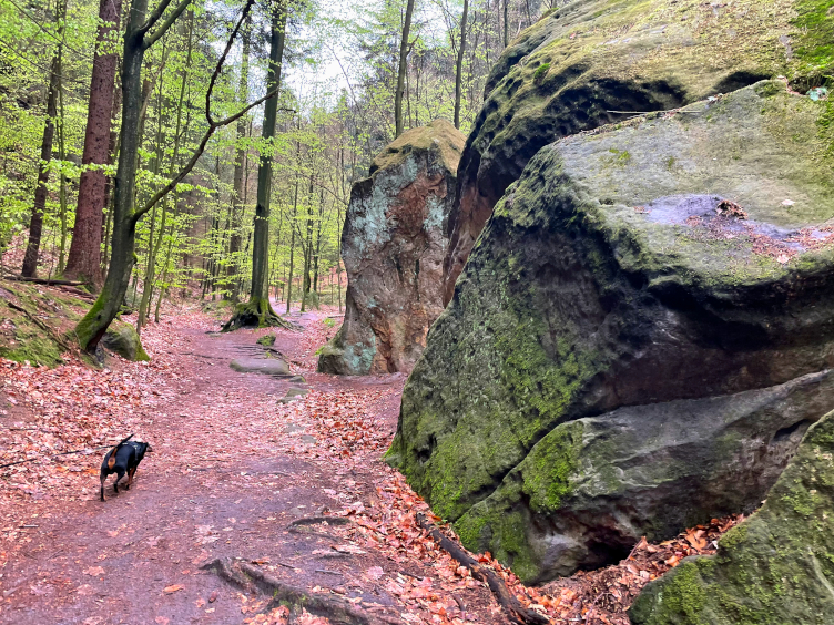 gnome_trotting's tweet card. Visiting Saxon Switzerland with a dog is an incredible experience. From transportation to hiking to dining out, here is everything you need to know.