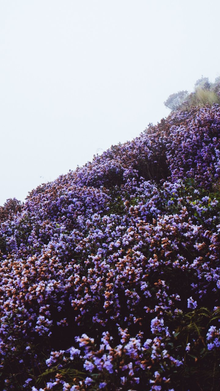 SumanTvvm's tweet card. India is affluent and one of the richest in terms of flora and is home to some of the rarest plant species, each having a specific place of origin from its specialized environment. Ten such beautiful...