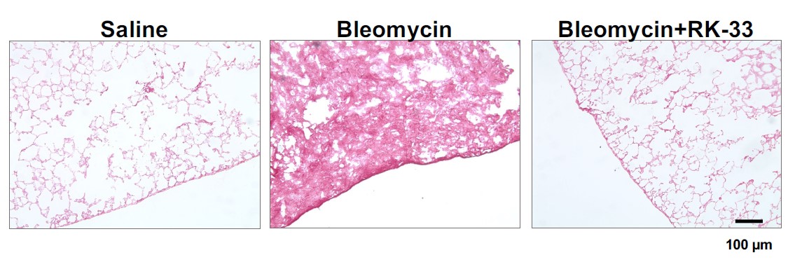 TAMU_Biology's tweet card. Turning Cellular Insights into Lifesaving Therapies: Dr. Richard Gomer’s Quest to Calm Scar Tissue Formation By: TAMU Biology Sections of